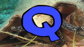 Spanish - Ocean Alphabet - Ocean A B Cs - Teach Your Kids The Alphabet Annie Crawley