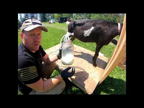 How To Hand Pump Milk A Goat DIY