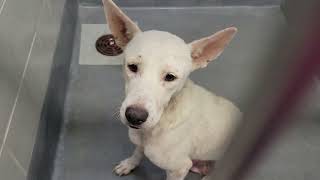 acs A679392