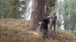 Felling Massive gumtrees in New Zealand
