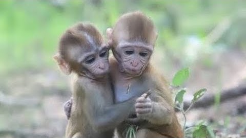 Labuk Bay Proboscis Monkey Sanctuary Fummy Monkey 🐒 #youtubeshorts #monkey #short #funny