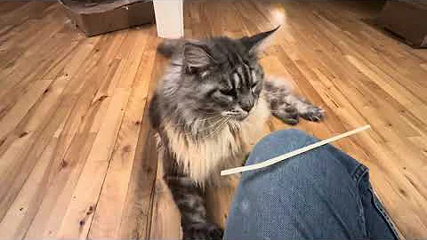 Video 3428501: mainecoon cat kitty pets, mainecoon cat pet animal, mainecoon cat kitty cute, mainecoon kitty funny cats, fluffy polydactyl mainecoon kitty, big fluffy mainecoon kitty, mainecoon family
