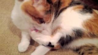 Cat (Hannah) grooming, 8 minutes, ASMR