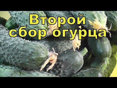 РЕАЛЬНЫЙ СБОР ОГУРЦА! Обзор гибридов КУРАЖ и МАДРИЛЕНЕ - Смотреть видео с Ютуба без ограничений