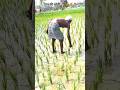 धान की खेती 🌾🌾🌱#agriculturelife #machinery #vairalvideo #like❤️CMT👍 Share 💗🌾🎋#dhan #shortvideo