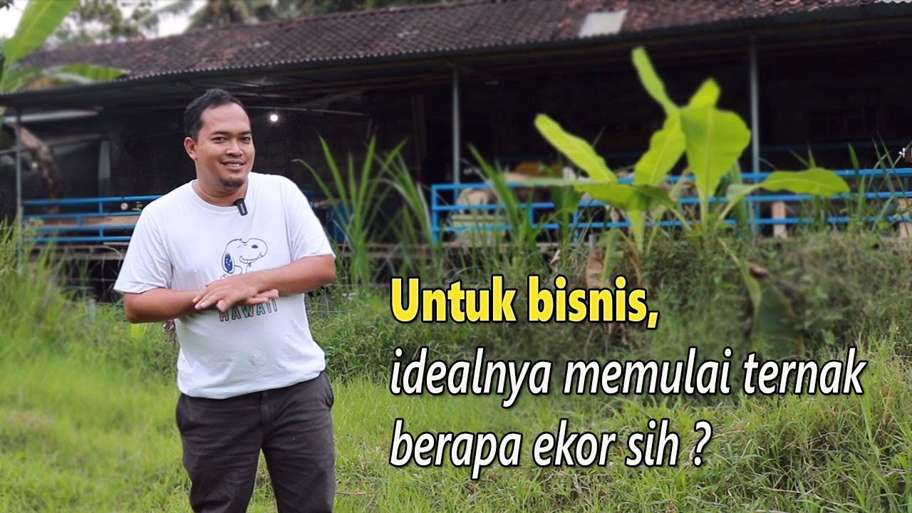 Untuk skala bisnis, idealnya memulai ternak kambing domba berapa ekor