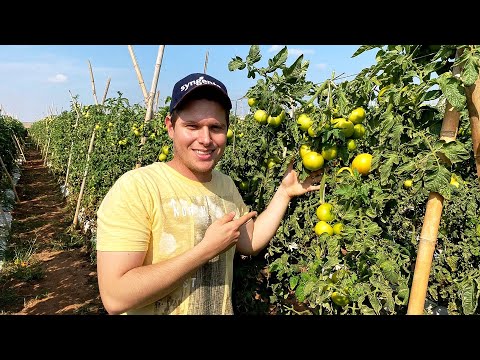 Vídeo: Cultivo de tomates em campo aberto: uma visão geral das variedades, datas de plantio e cuidados