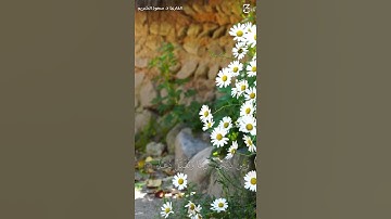 ﴿رَبِّ اجْعَلْنِي مُقِيمَ الصَلاةِ ومِن ذُرِّيَّتِي﴾ || القارئ : د. سعود الشريم.