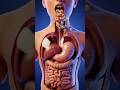 How Your Body Breaks Down Cereal in 60 Seconds #digestion #bodyscience #animation