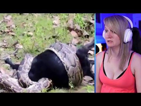 15 Amazing and Scary Python Battles Caught on Camera Part 2 | Pets House