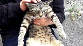 野良猫が皮膚病！！市販薬を購入し、約1ケ月毎日つけてあげた結果・・・