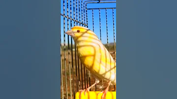 تغريد انثى الكناري نداء انثى الكناري جاهزة لتزاوج 
