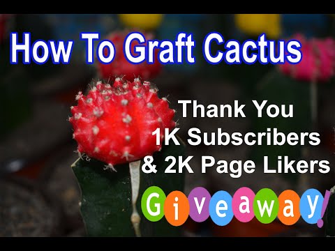 Video: Cactus Grafting Guide - Paano Mag-graft ng Cactus Plant