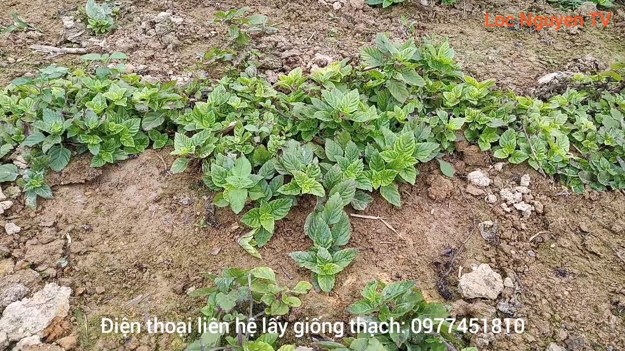 Cách trồng cây xương sáo (thạch đen) || Trồng cây... - youtube