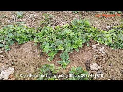 Video Cách trồng cây xương sáo (thạch đen) || Trồng cây... - youtube