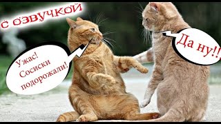 Funny Animal Videos 2023  Funniest Dogs and Cats Videos #15