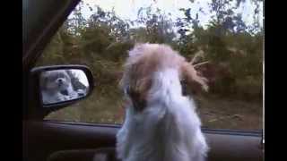 My dog jammin to Skynard!! My dog jammin to Skynard!!