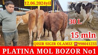 PLATINA MOL BOZOR. SOG‘IN SIGIR NARXLARI ZO‘R BO‘LDI XAKIMAKA ☎️998041233 QISIR SIGIR G‘UNAJIN OLADI