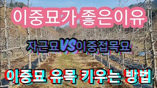 사과나무 이중접목묘 유목 키우는 방법/이중묘가 좋은이유