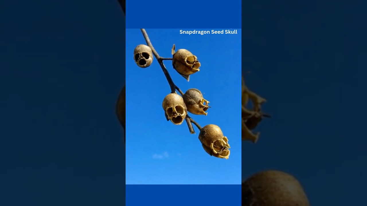 Top 5 Rarest and Most Unique Flowers in the World🌸 