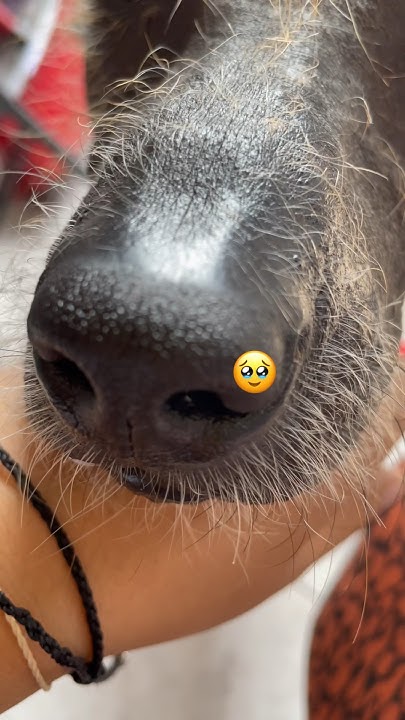 Animalito negro 🥰😱#mascotas #adoptanocompres #animals #youtubeshorts ...