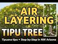 Air Layering a Tipu Tree (Tipuana tipu) in the Arizona Desert – Peat Moss in Freezer Bags
