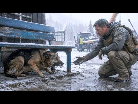 An Old German Shepherd Waited 3 Years at a Bus Stop—Until a Navy SEAL Learned Why