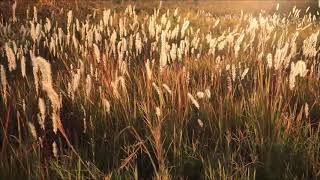 (background video) tarian rumput ilalang,