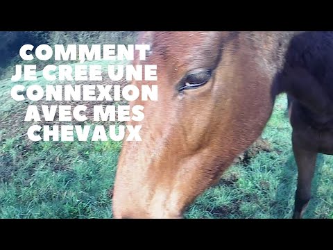 Comment je crée une connexion avec mes chevaux