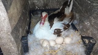 Мускусные утки//Индоутки//Просветил яйца еще у одной утки , оплод нормальный//9 мая 2023 год