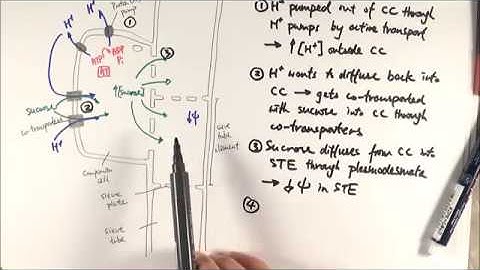 AS Biology - Translocation (1): Phloem loading (OCR A Chapter 9.4)