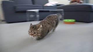 Great speed of a cat with short legs! (ENG SUB)