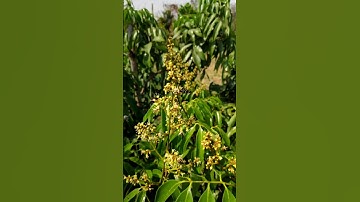 How to Get More Flowers on Your Lychee Plant!  | @Agrogreenfield