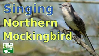 Mockingbird Call / Sounds / Singing