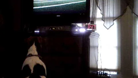 Jack Russell Kimber watches the puppy bowl