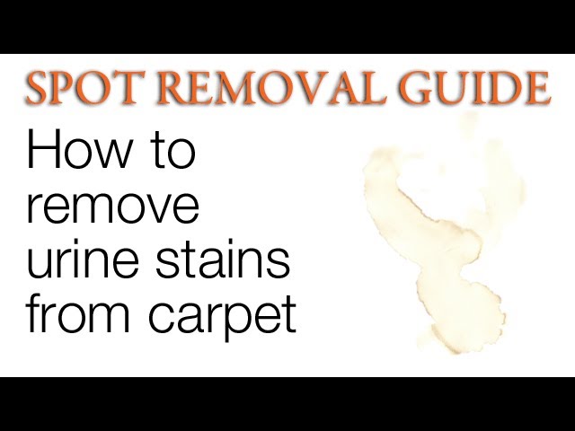 3 Ways To Remove Pet Urine From Carpet Wikihow