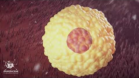 Educational Content ,From Fertilization To Childbirth | 3d medical animation | by Dandelion Team