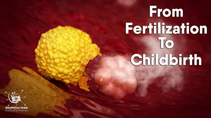 from fertilization to childbirth | 3d medical animation | by Dandelion Team - DayDayNews