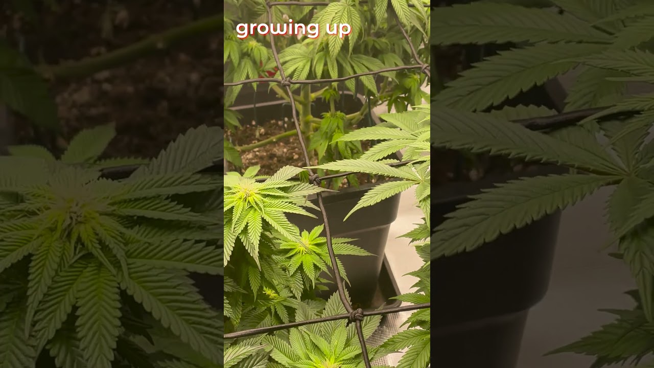 Black Tuna – Grape Venon  – Growing Up