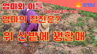 엄마와 아들, 산밭에 엄니 모시러 왔는데 꿩할매도 계시네요. #보약남