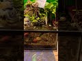 #nature #terrarium #aquarium #aquascape #planetaquarium #planetaquarium