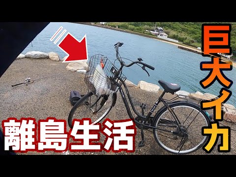 自転車でエギングに行ったら超巨大イカ釣ってしまった！【離島生活】