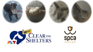 Meet Tiny The Diamond Dog At Spca Tampa Bay's Clear The Shelters Adoption Event!