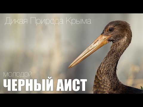 Черный аист /  Black storks