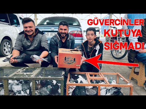 Güvercin Pazarından Bir Kutu Güvercin Aldım Güvercin Ortaklığına Başlıyorum