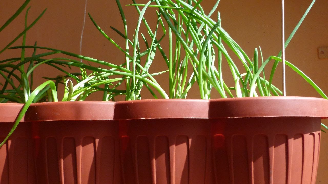 How To Grow Healthy Green Onions DIY Home Tutorial Guidecentral