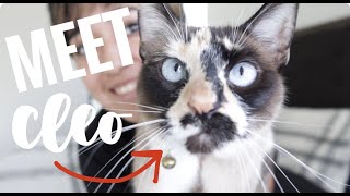 WE ADOPTED A CAT! | How to INTRODUCE A CAT to an Australian Shepherd | Meet Our Siamese Cat Cleo! by Alpha Aussies 316 views 9 months ago 11 minutes, 57 seconds