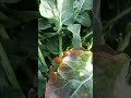 茎ブロッコリーの収穫 Harvest broccolini #shorts