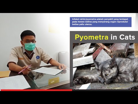 Video: Darah Dalam Urin, Haus Pada Kucing, Minum Berlebihan, Pyometra Pada Kucing, Inkontinensia Urin Kucing, Proteinuria Pada Kucing