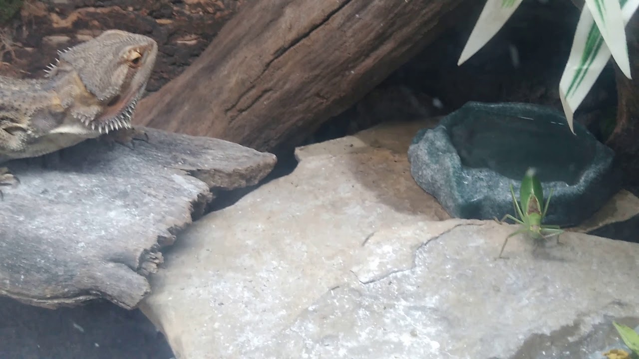 Bearded Dragon eats cicada YouTube